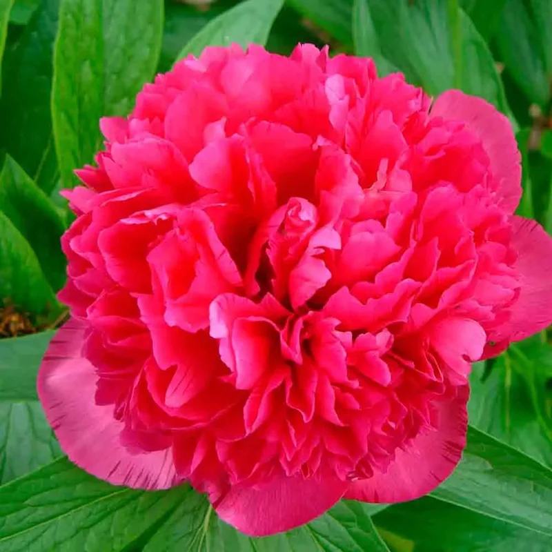 Pivoine Karl Rosenfield