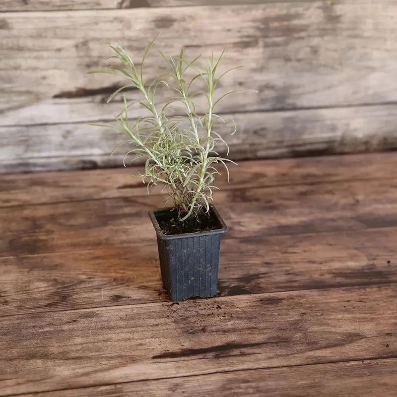 Plante Curry Ou Helichryse