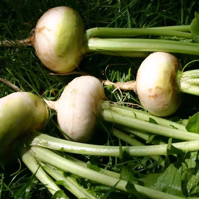 Navet Platte Witte Mei