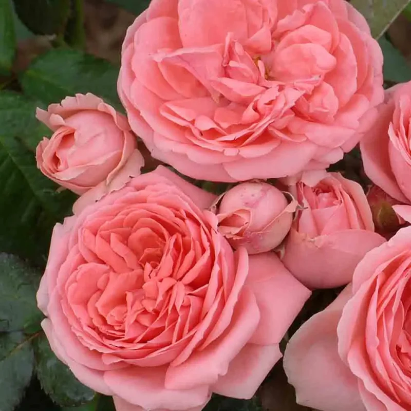 Rosier Kimono - Ancien