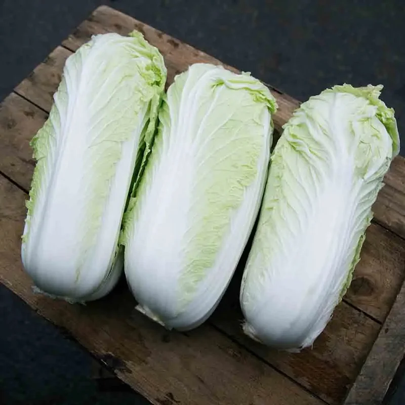 Chou De Chine Pe Tsaï Fidel