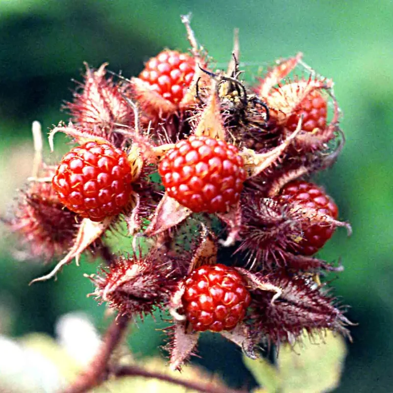 Mûrier Raisin Du Japon