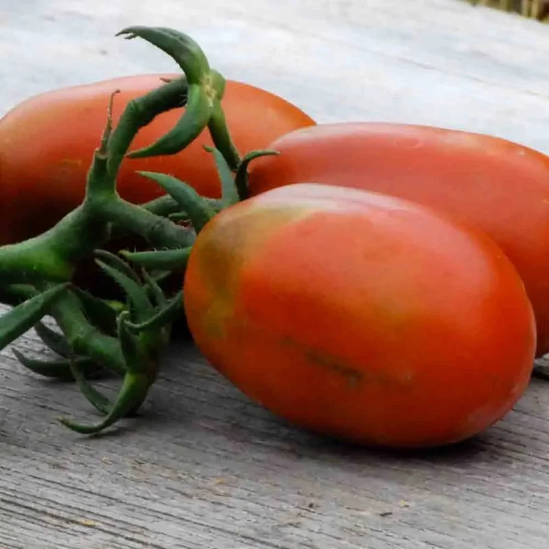 Tomate Prune Noire