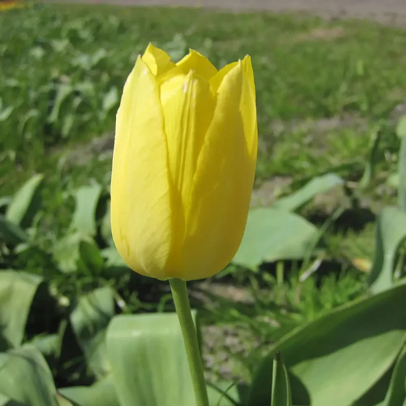 Tulipe Muscadet