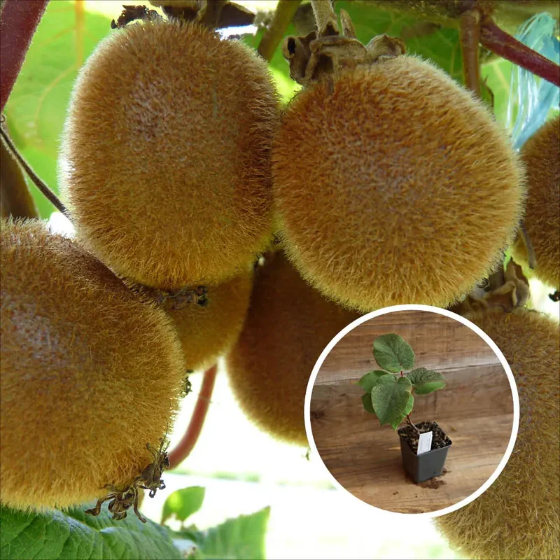 Kiwi Jenny (Autofertile)