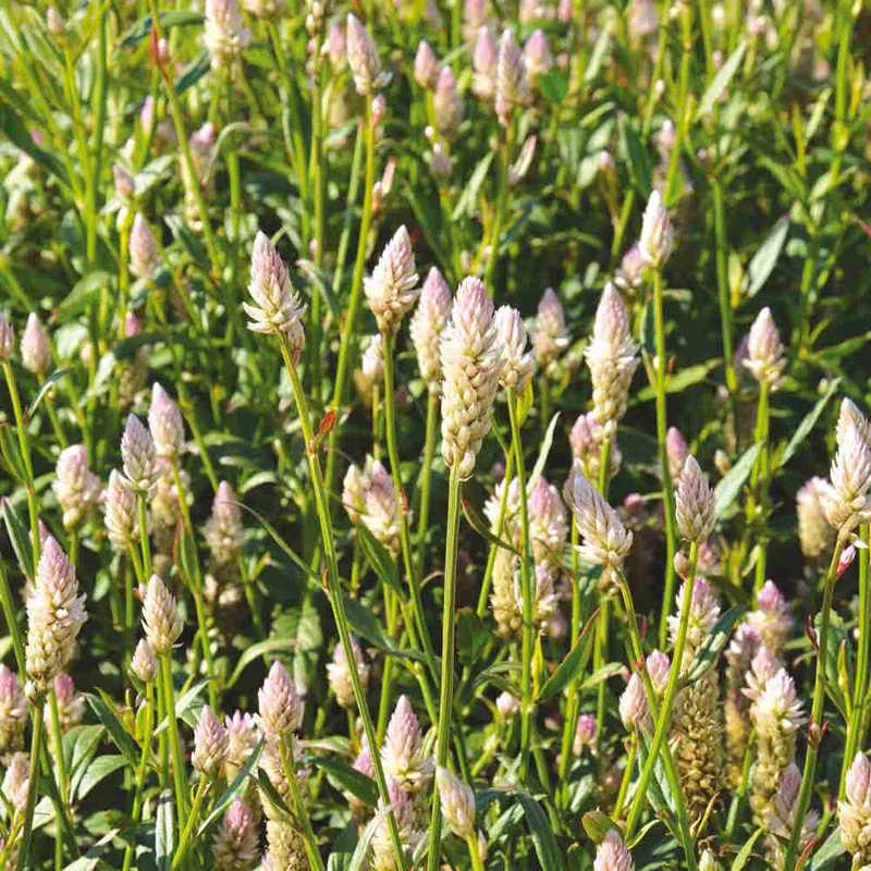 Celosie Flamingo Pink