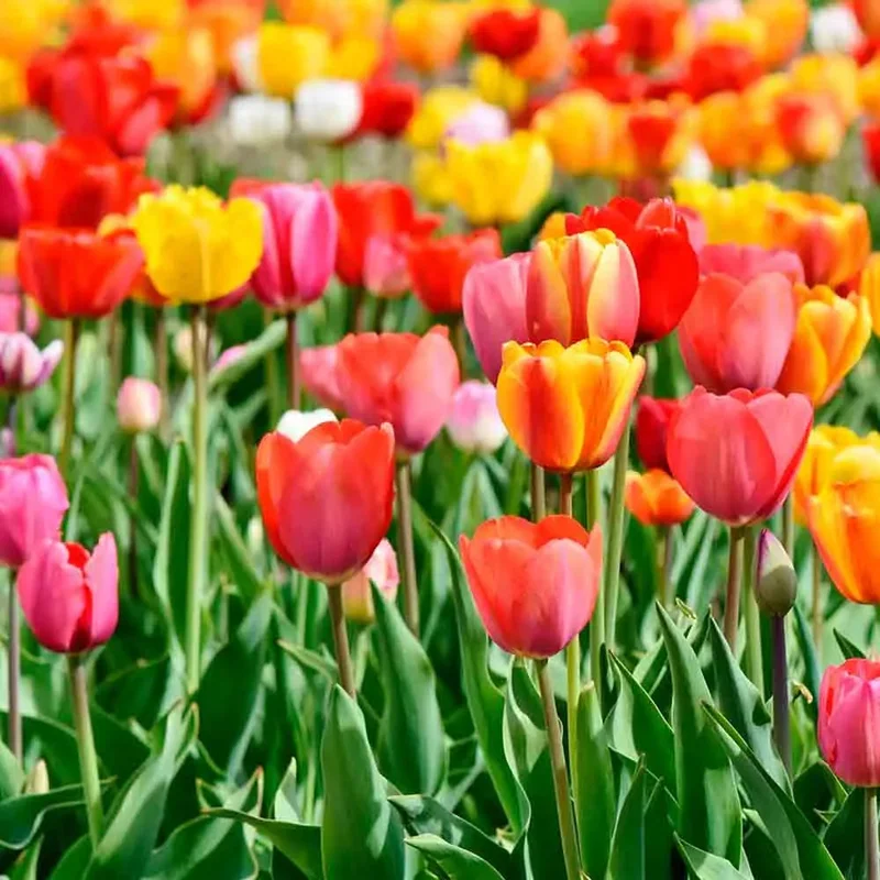 Tulipe Triomphe En Mélange