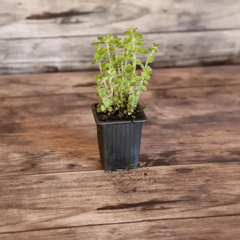 Origan Commun Ou Marjolaine Sauvage