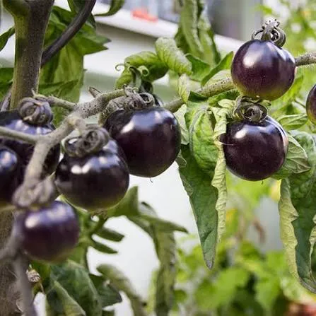 Tomate Black Cherry