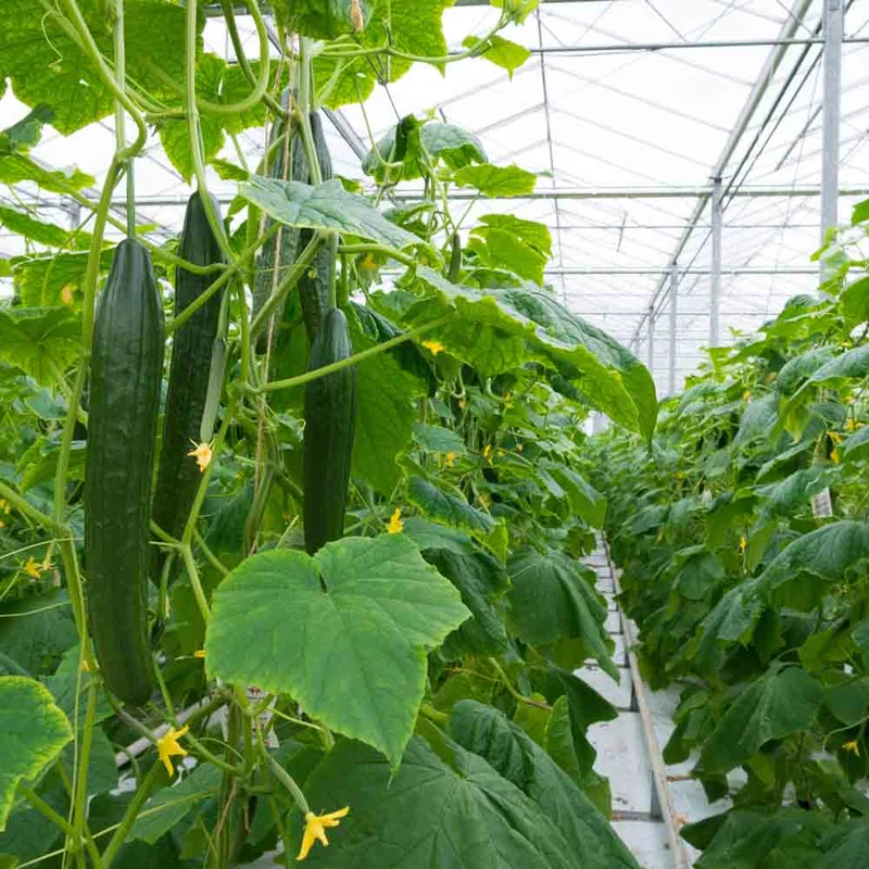 Concombre Shintokiwa