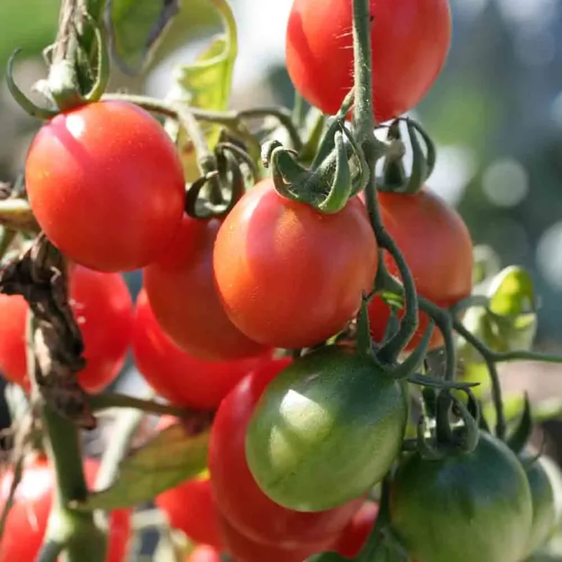Tomate Prince Borghese