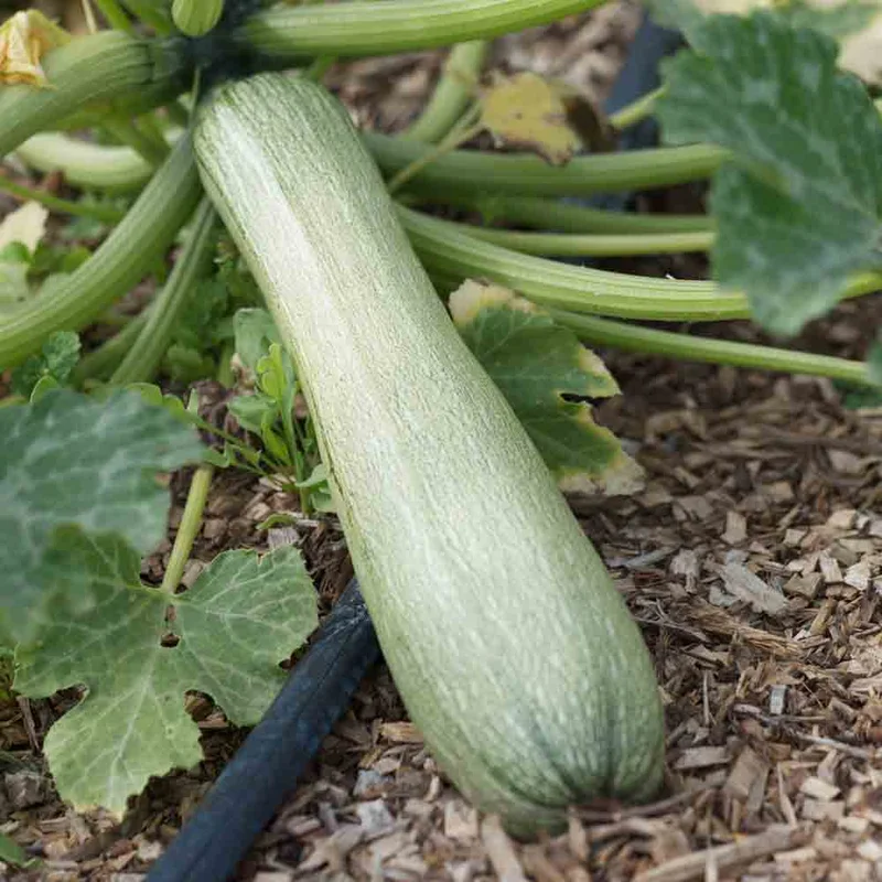 Courgette Genovese