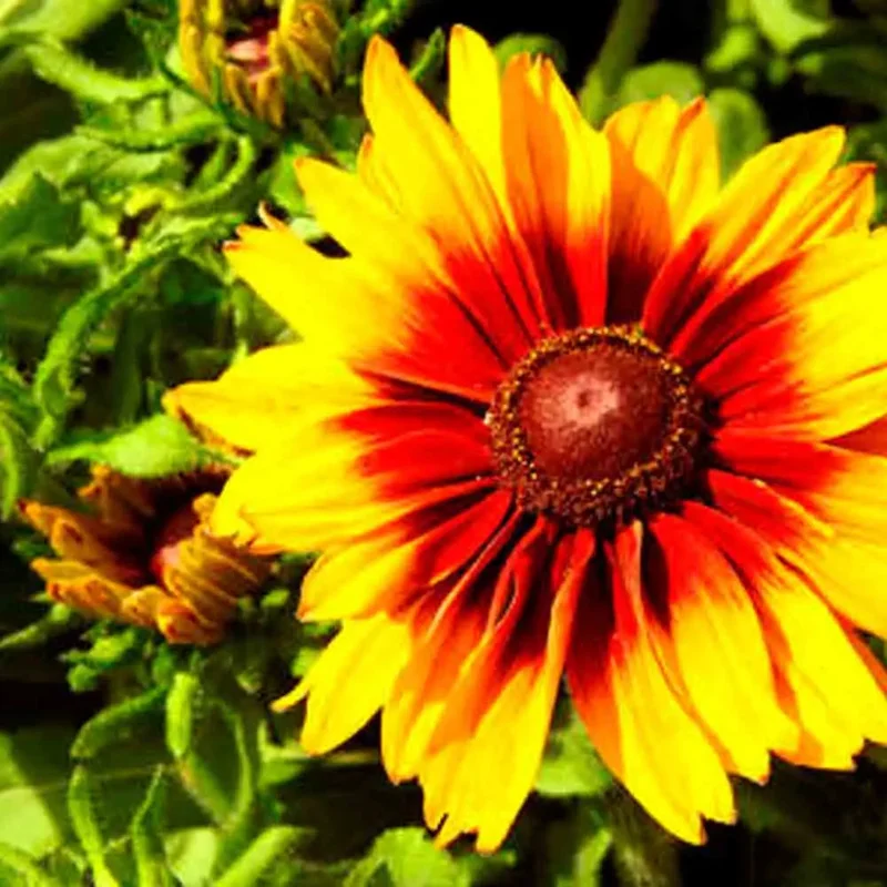 Rudbeckia Gloriosa Daisy Varie