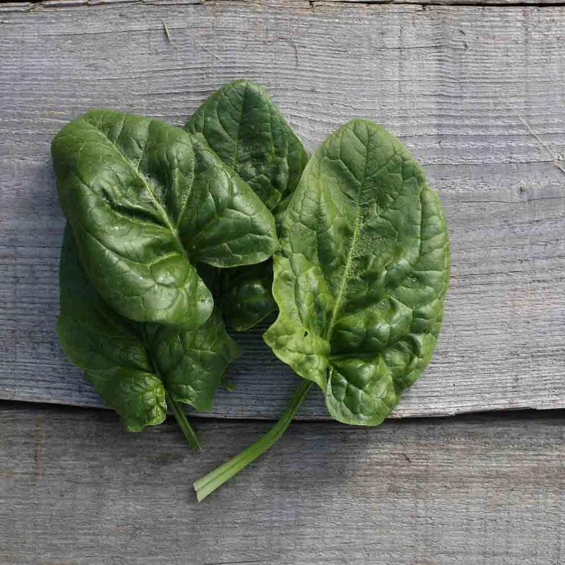 Epinard Geant D'hiver