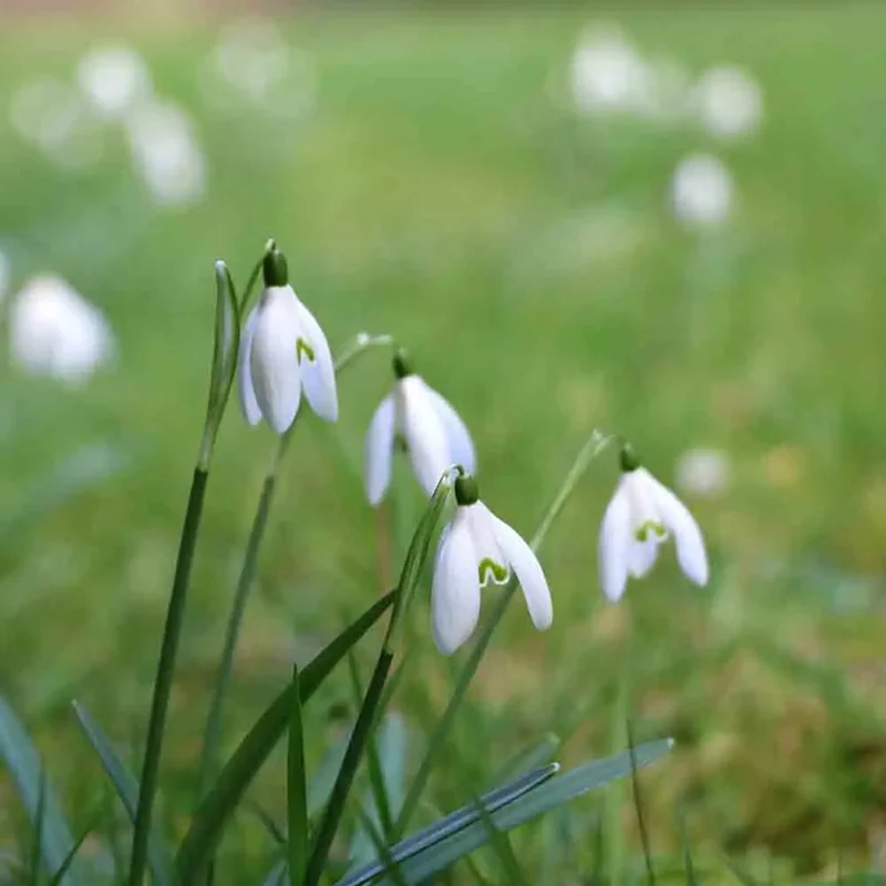 Perce-neige Snowdrops