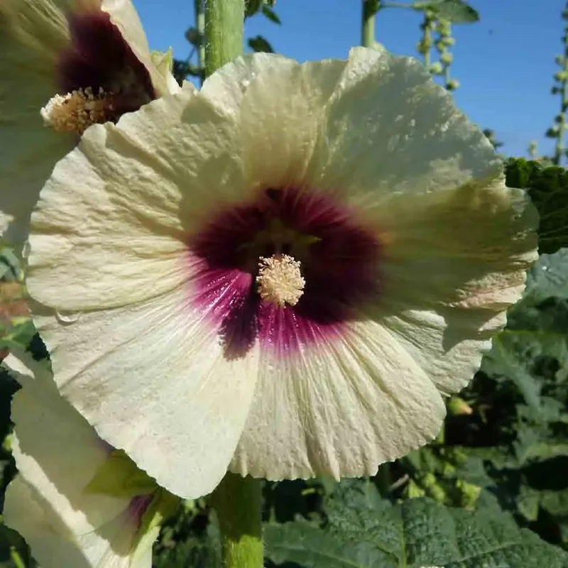 Rose Tremiere Halo Cream