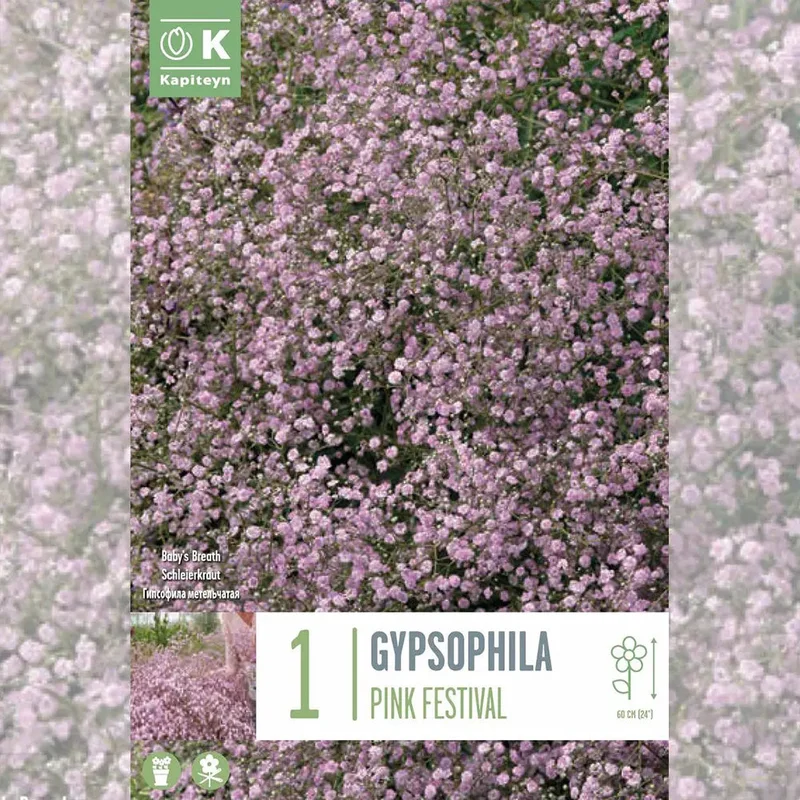 Gypsophyla Paniculata Pink Festival