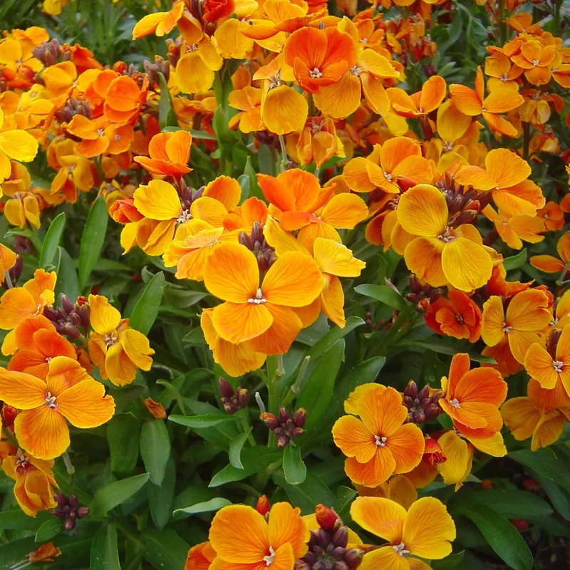 Giroflée Ravenelle Variee