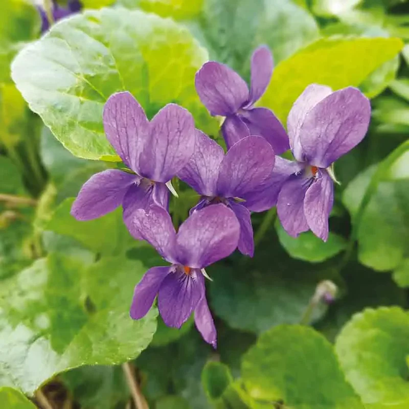 Violette Odorante