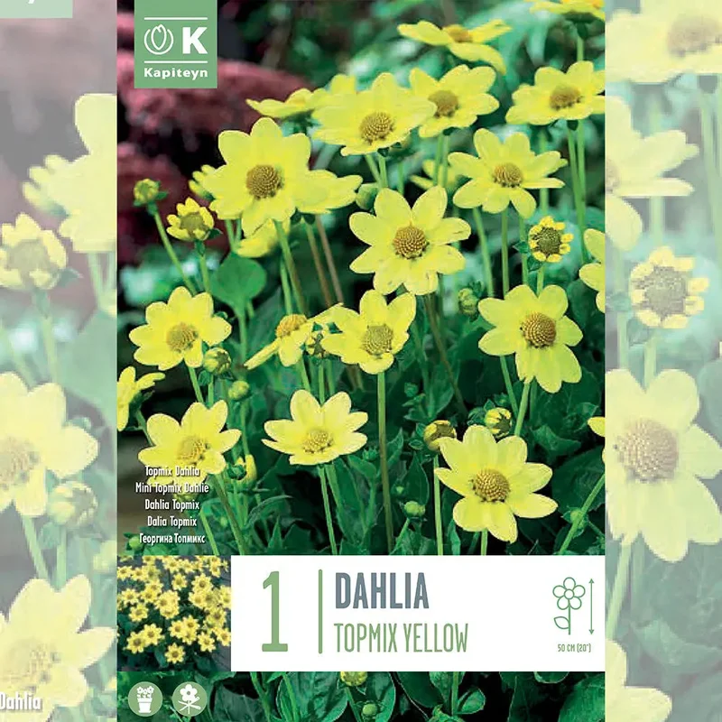 Dahlia Topmix Jaune
