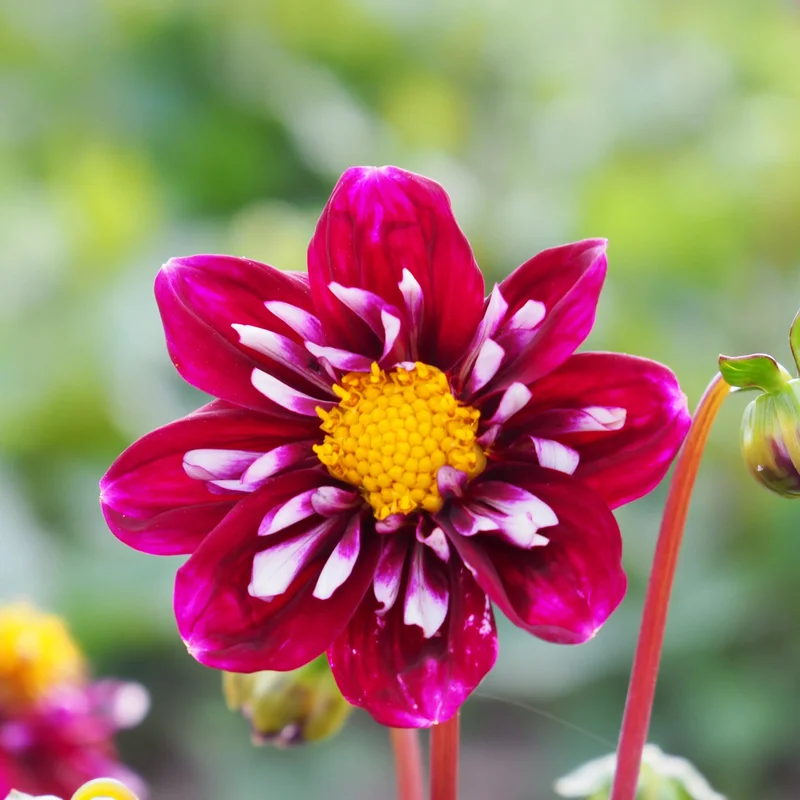 Dahlia Impression Fantastico