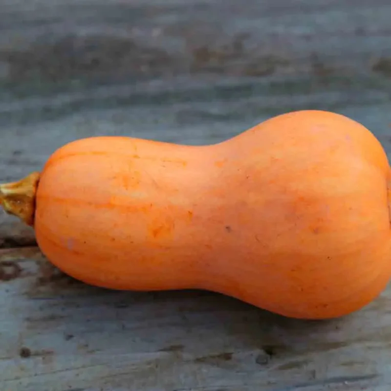 Courge Musquee Butternut Sonca Orange