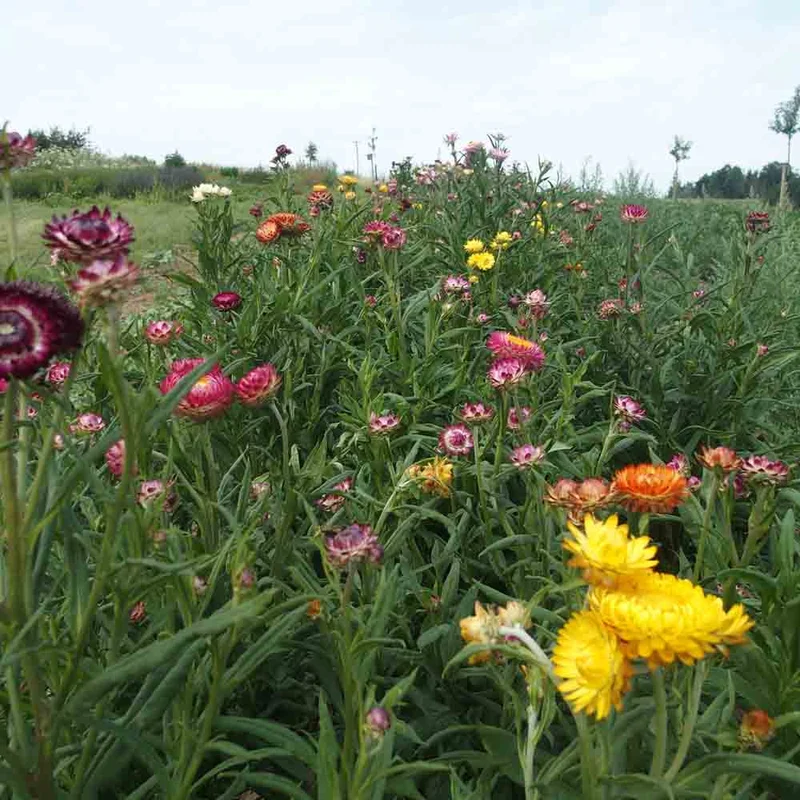 Immortelle Flore Pleno Bikini