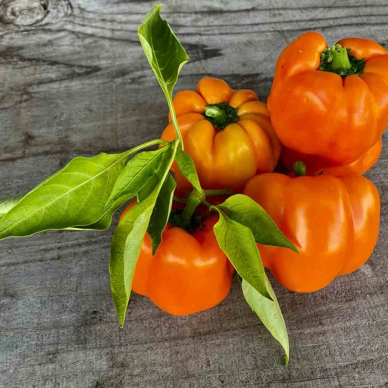 Poivron California Orange Wonder