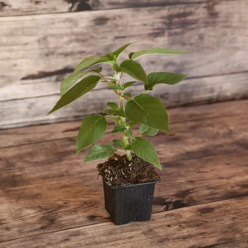 Sauge Elegans Ananas