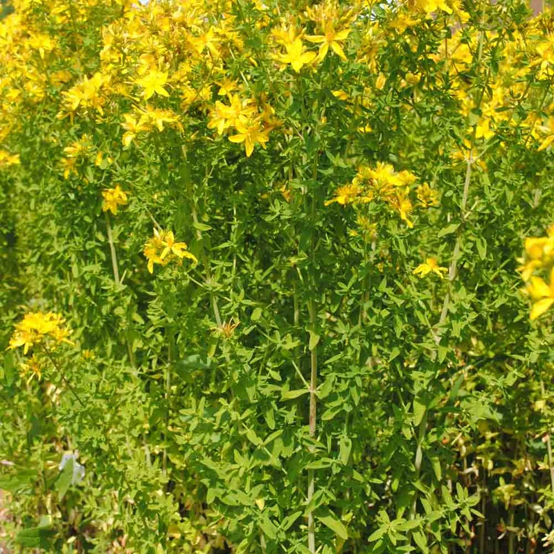 Millepertuis Perfore