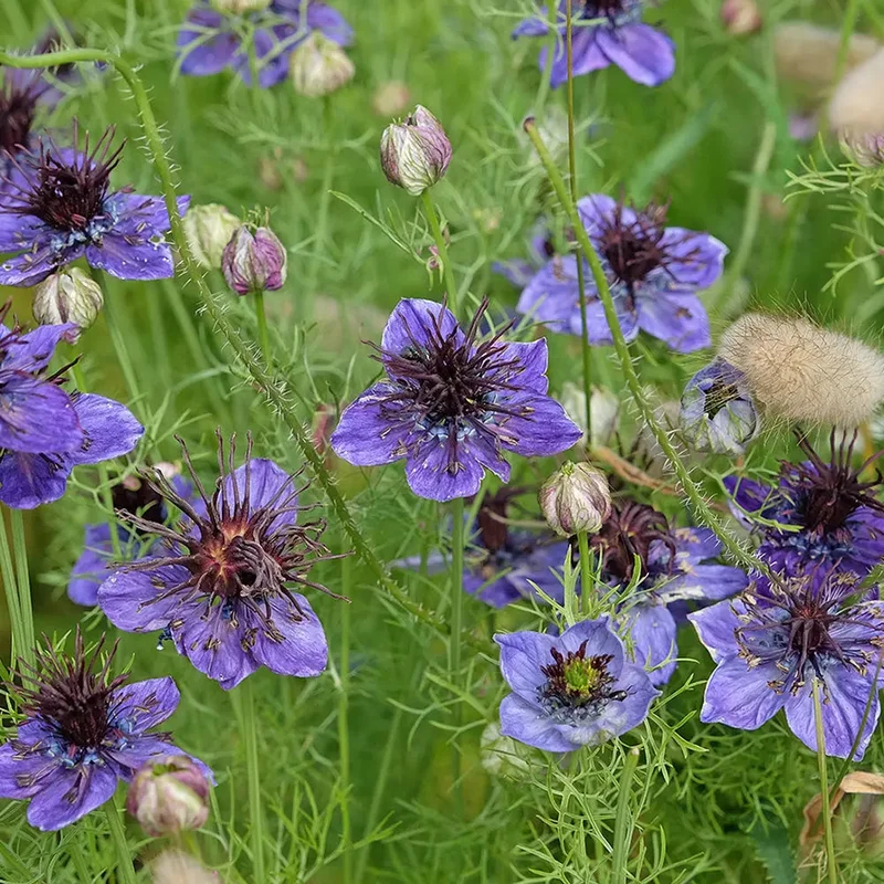 Nigelle D'espagne Bleue