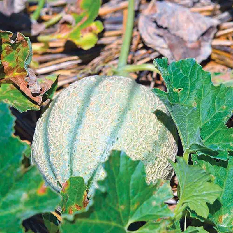 Melon Retato Degli Ortolani