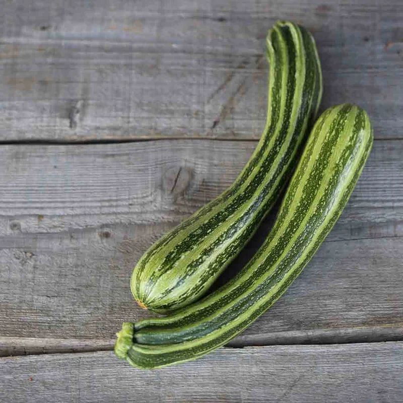Courgette Coucourzelle Ou Verte Non Coureuse D'italie