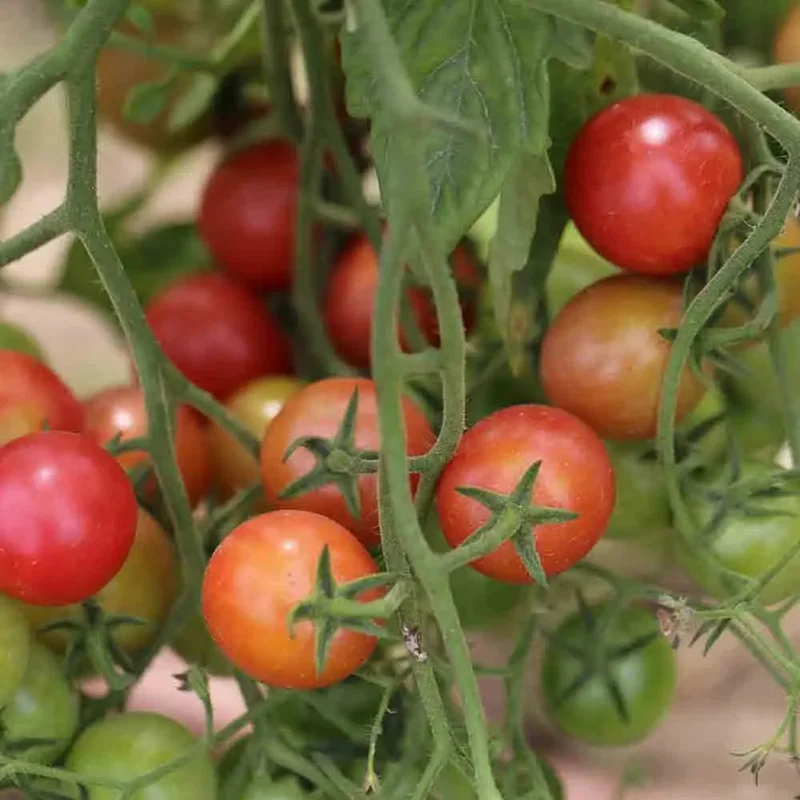 Tomate Rose Quartz Multiflora