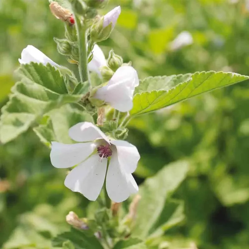 Guimauve Officinale