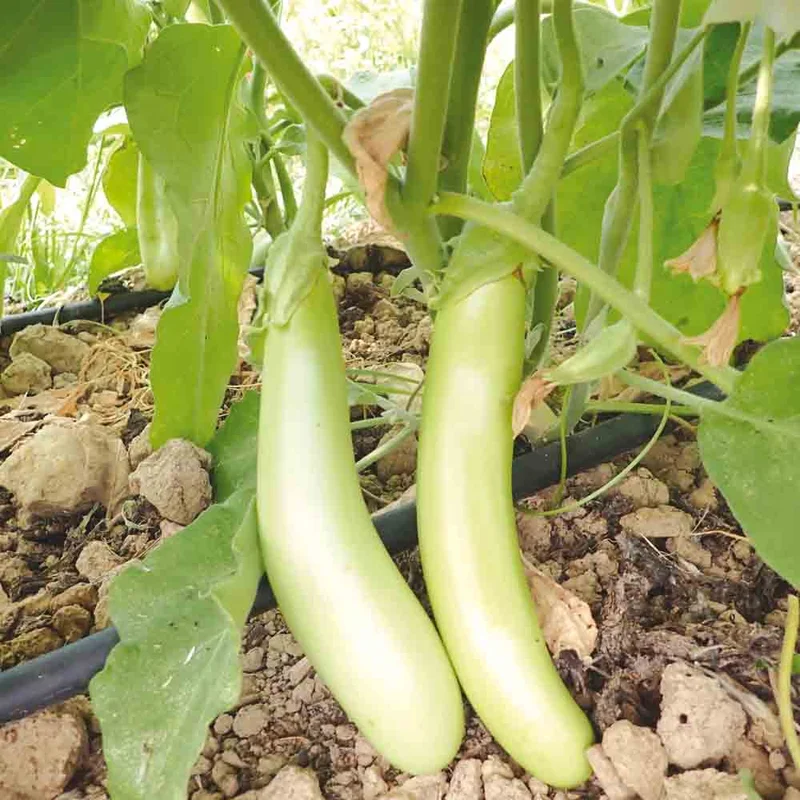 Aubergine Thai Long Green