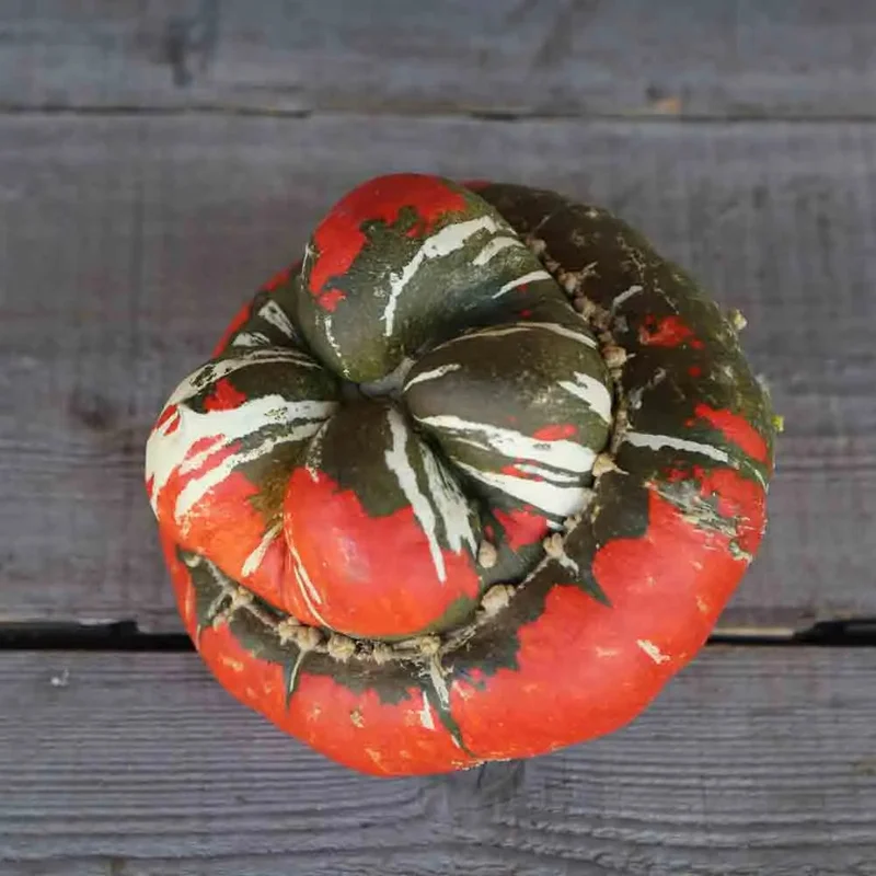 Potiron Petit Bonnet Turc