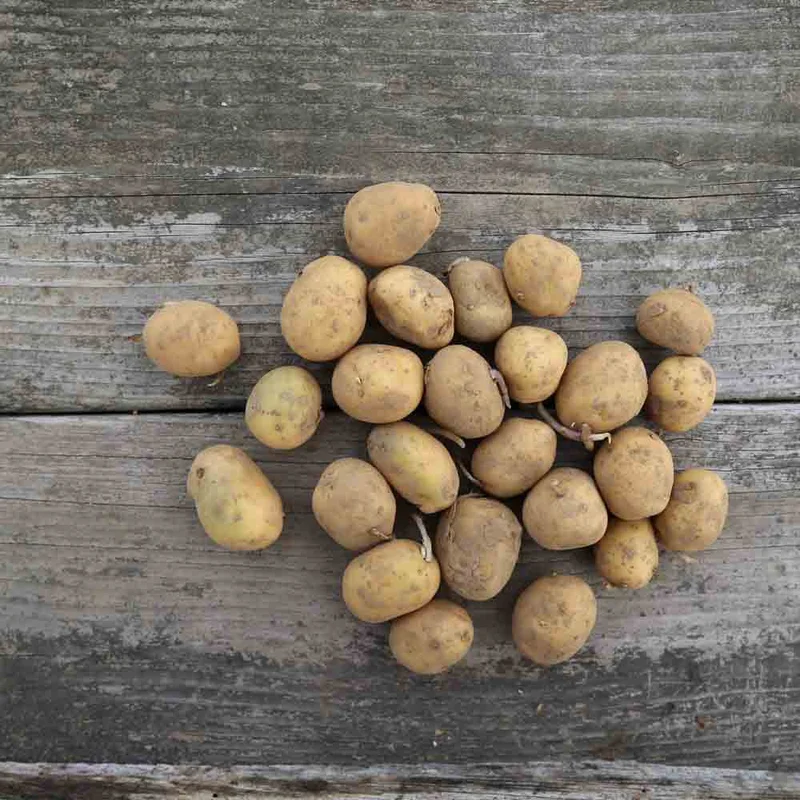 Pomme De Terre Osiris