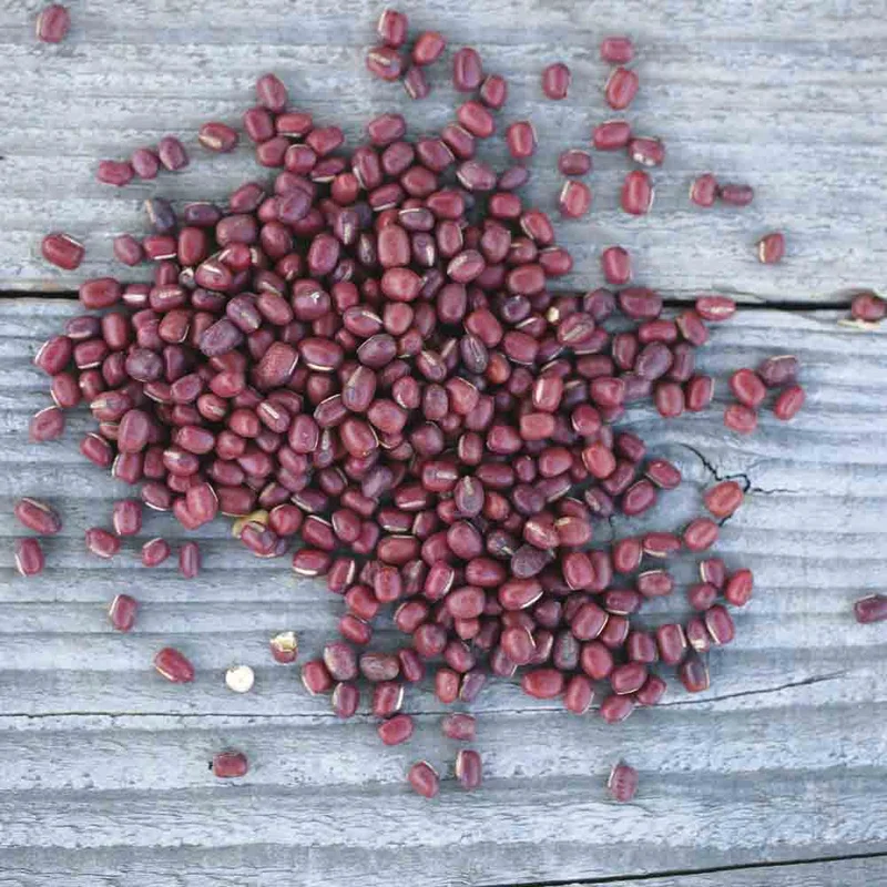 Haricot Azuki Rouge