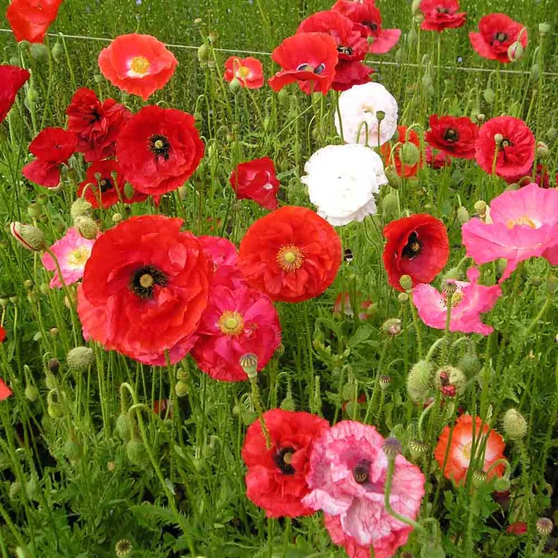 Coquelicot Varie