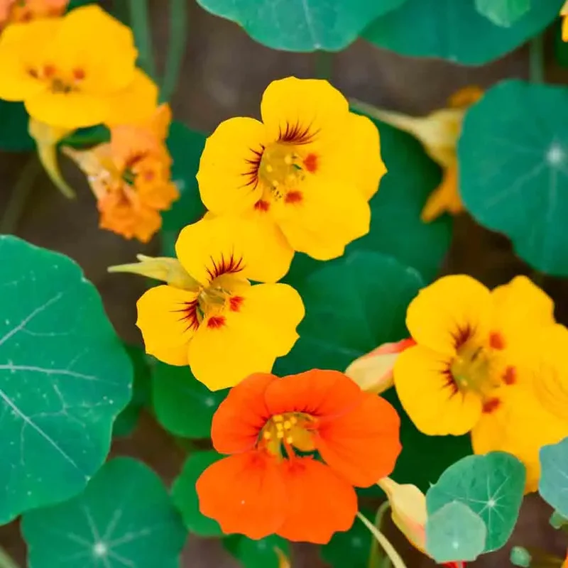 Capucine Major Naine