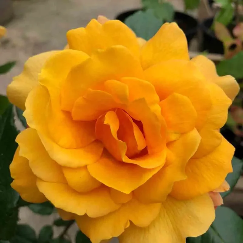 Rosier Francoise Berville