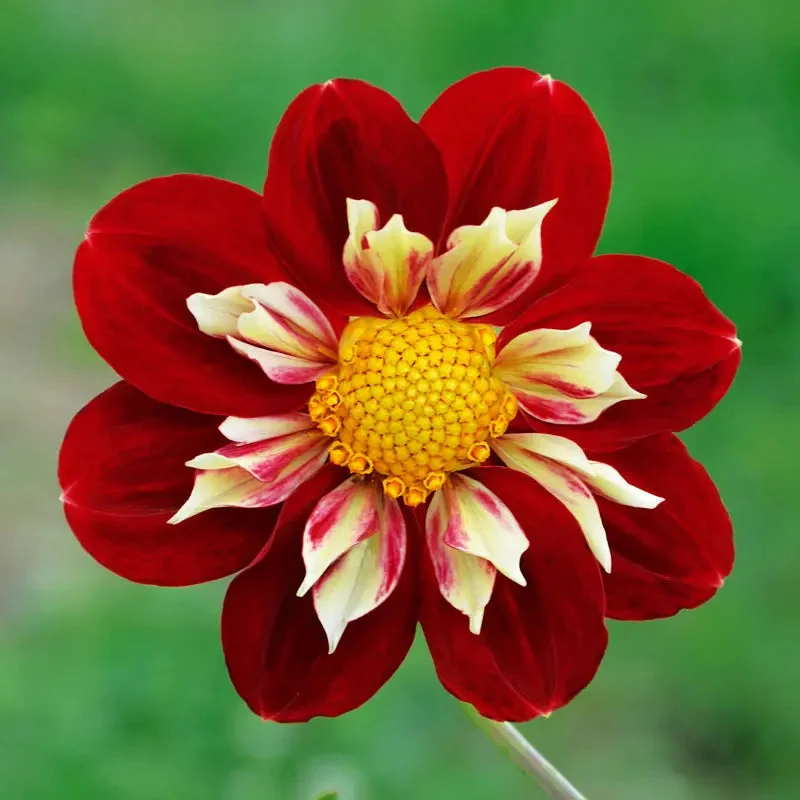 Dahlia Collerette Raissa