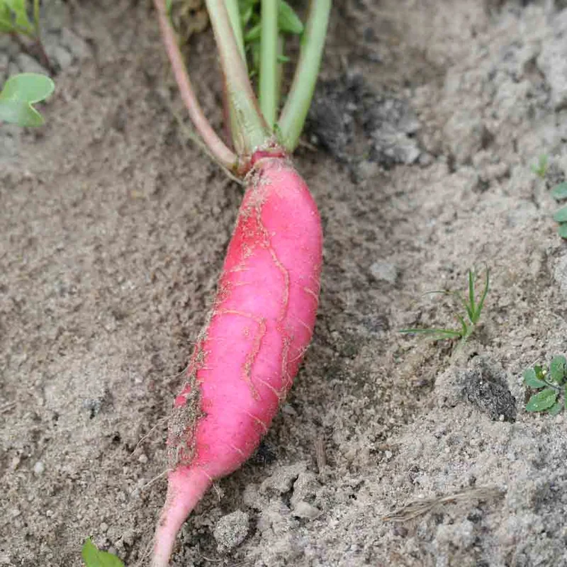 Radis Rose D'hiver De Chine