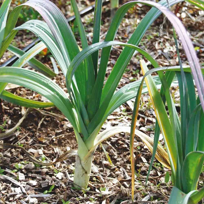 Poireau Monstrueux D'elbeuf