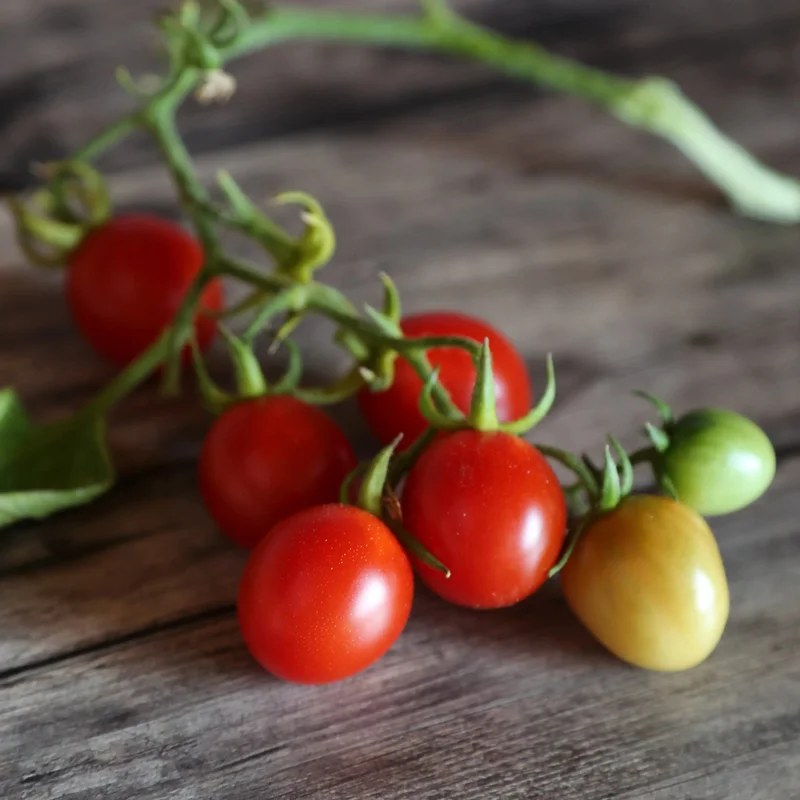 Tomate Grappoli D'inverno