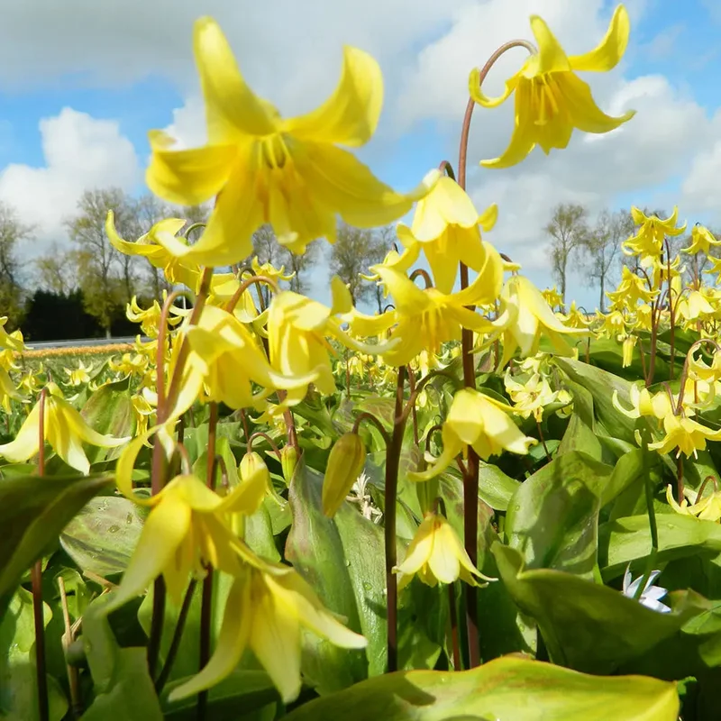 Erythronium 'pagoda'