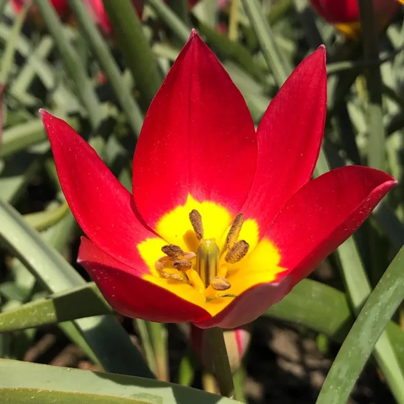Tulipa Humilis 'red Beauty'
