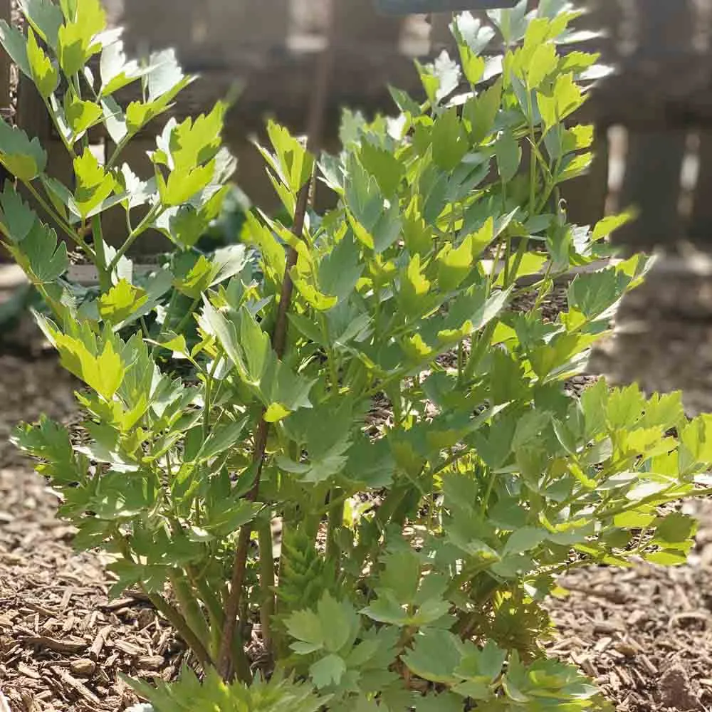 Ache Des Montagnes Livèche Ou Céleri Perpétuel