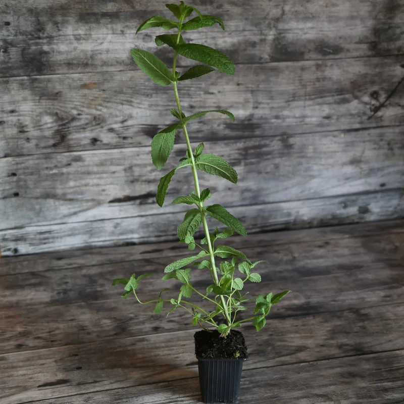 Menthe Verte